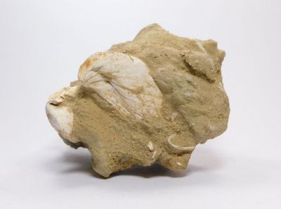 Mlž Congeria sp. - Hodonín